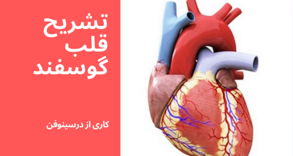 عکس های تشریح قلب انسان