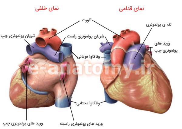 عکس های تشریح قلب انسان