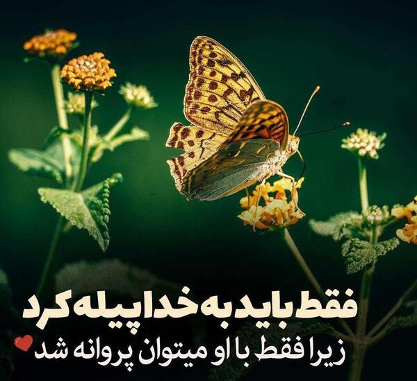 عکس پروانه نوشته