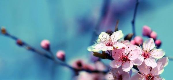 عکس گل برای پروفایل ساده