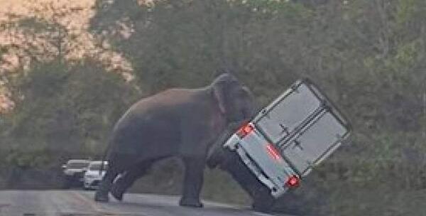 عکس فیل وحشی