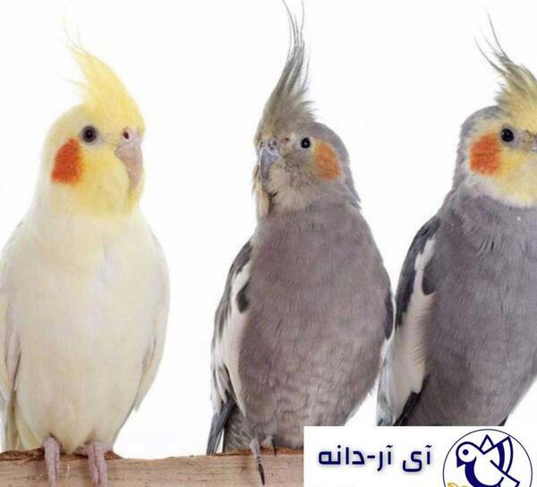 عکس عروس هلندی زن و شوهر