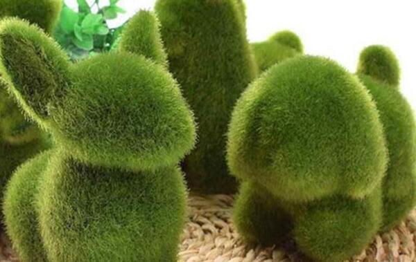 عکس سبزه و ماهی