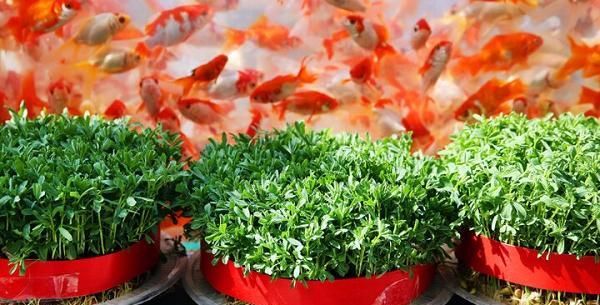 عکس سبزه و ماهی
