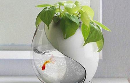 عکس سبزه و ماهی