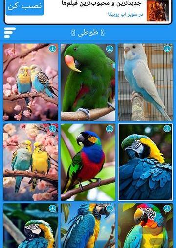 عکس طوطی برای تصویر زمینه