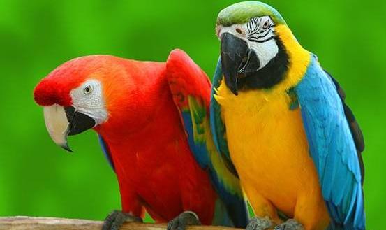 عکس طوطی برای تصویر زمینه