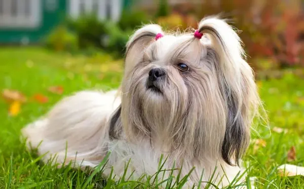 عکس توله سگ پشمالو پاکوتاه
