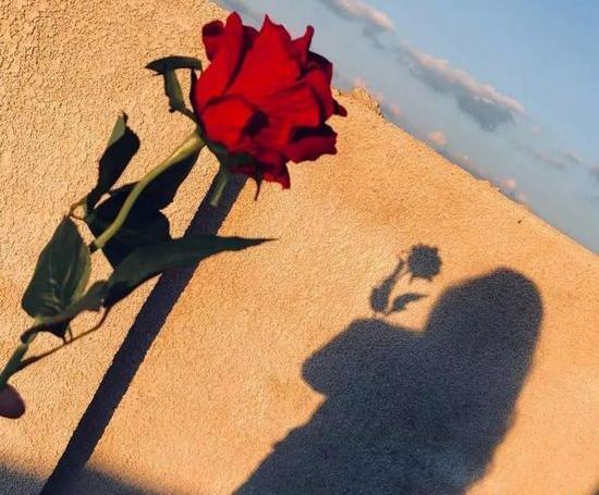 عکس گل برای پروفایل واتساپ جدید