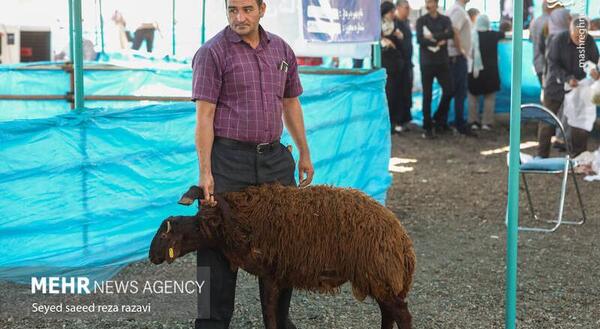 عکس ذبح حیوانات