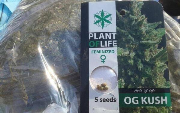 عکس مواد گل