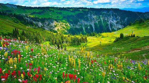 عکس منظره زیبا و سرسبز