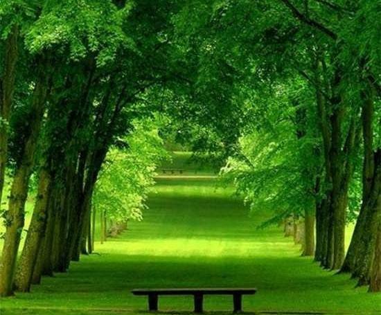 عکس منظره زیبا و سرسبز