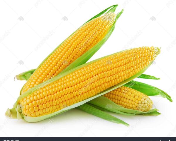 عکس خوشه ذرت