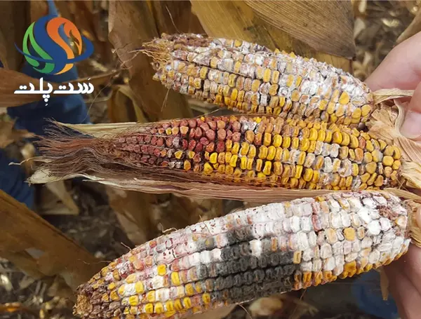 عکس خوشه ذرت