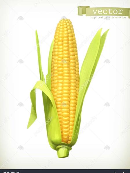 عکس خوشه ذرت