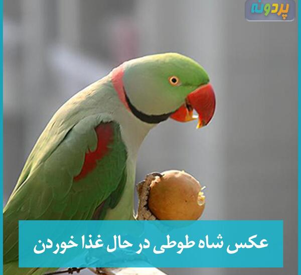 عکس طوطی شاه طوطی