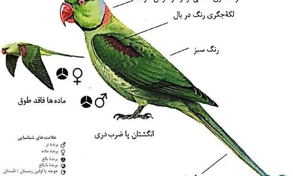 عکس طوطی شاه طوطی