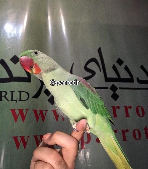 عکس طوطی شاه طوطی