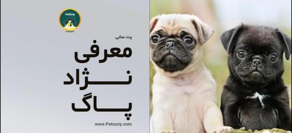 عکس سگ های پاگ