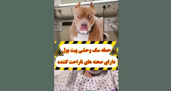 دانلود عکس های سگ پیت بول