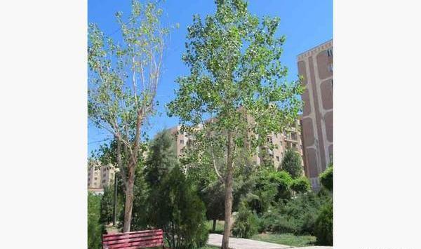 عکس ساده طبیعت زیبا