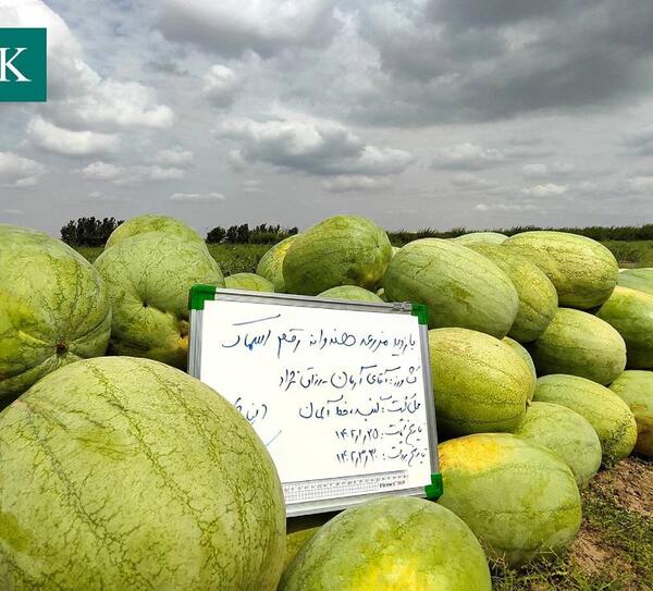 عکس سفید هندوانه