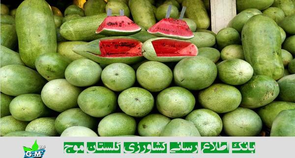 عکس سفید هندوانه