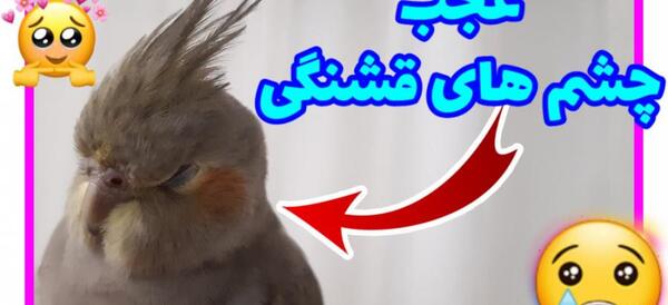 عکس عروس هلندی ناز