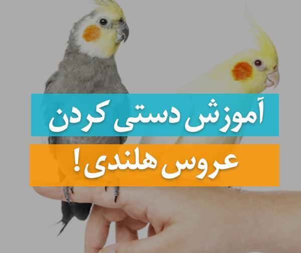 عکس عروس هلندی ناز