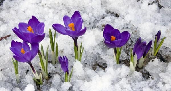 عکس برف روی گل