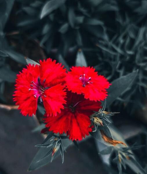 عکس کاغذ دیواری واتساپ گل