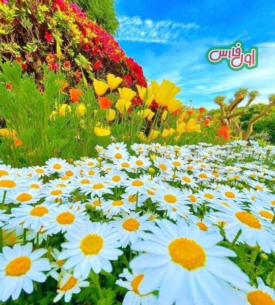 عکس بهشت گل