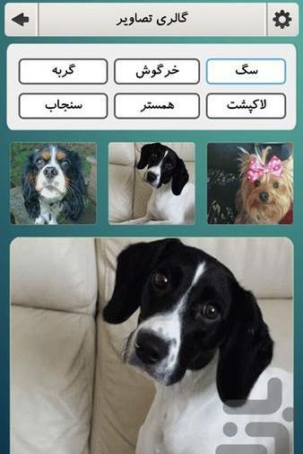 عکس سگ همستر