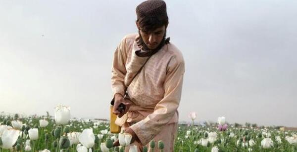 عکس تریاک افغانی