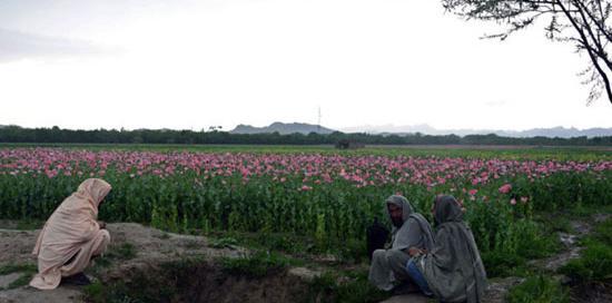 عکس تریاک افغانی