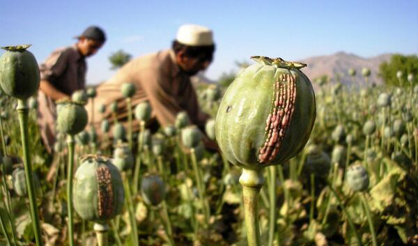عکس تریاک افغانی