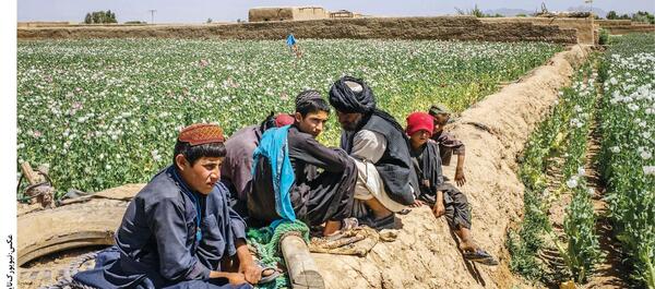 عکس تریاک افغانی