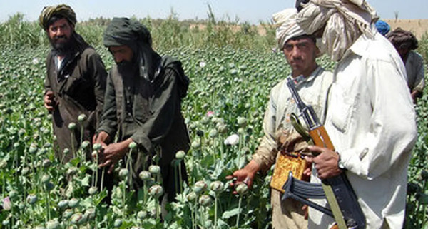 عکس تریاک افغانی