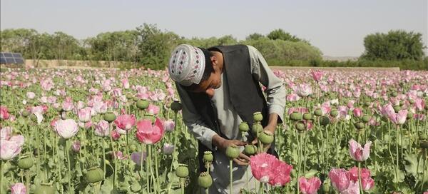 عکس تریاک افغانی