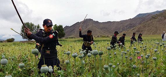 عکس تریاک افغانی