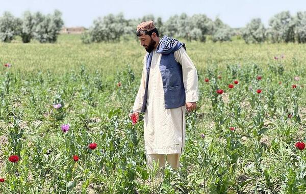 عکس تریاک افغانی