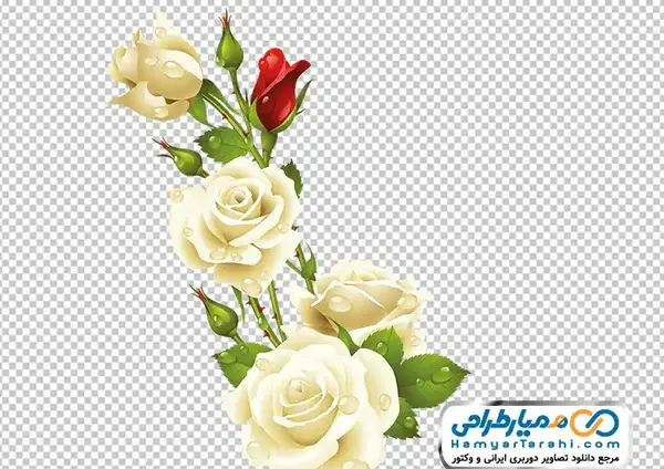 عکس سفید دورش گل