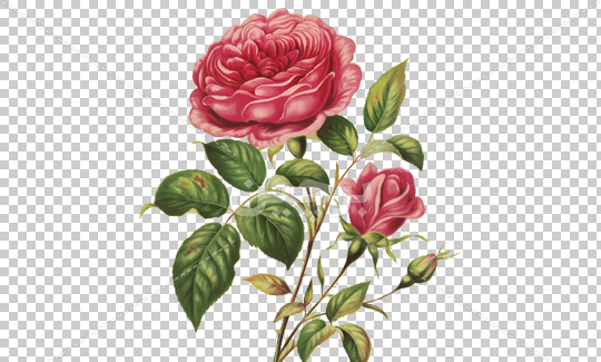 عکس سفید دورش گل