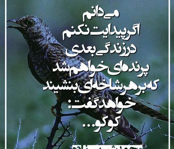 عکس ببر پرنده