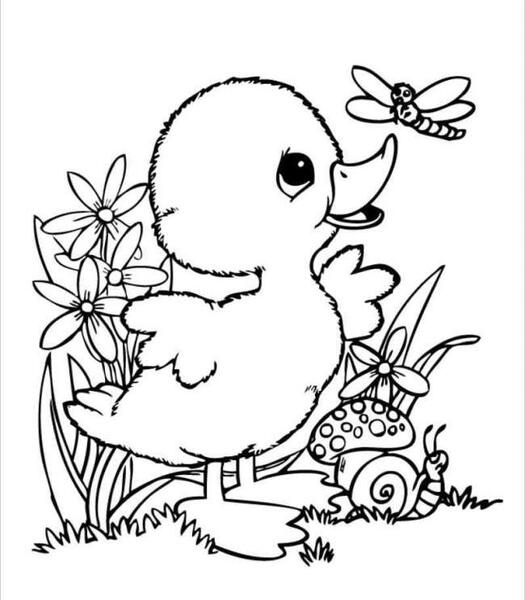 عکس نقاشی ساده اردک