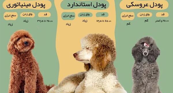 عکس هاپو پودل