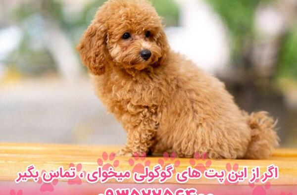 عکس هاپو پودل