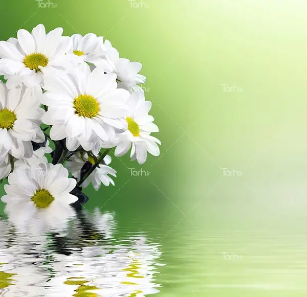 عکس بک گراند گل