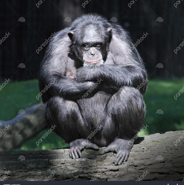 عکس شامپانزه ایرانی
